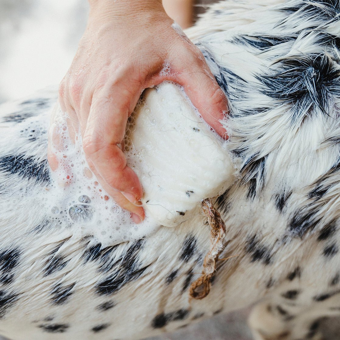 Champú para mascotas - Mathe Lab España