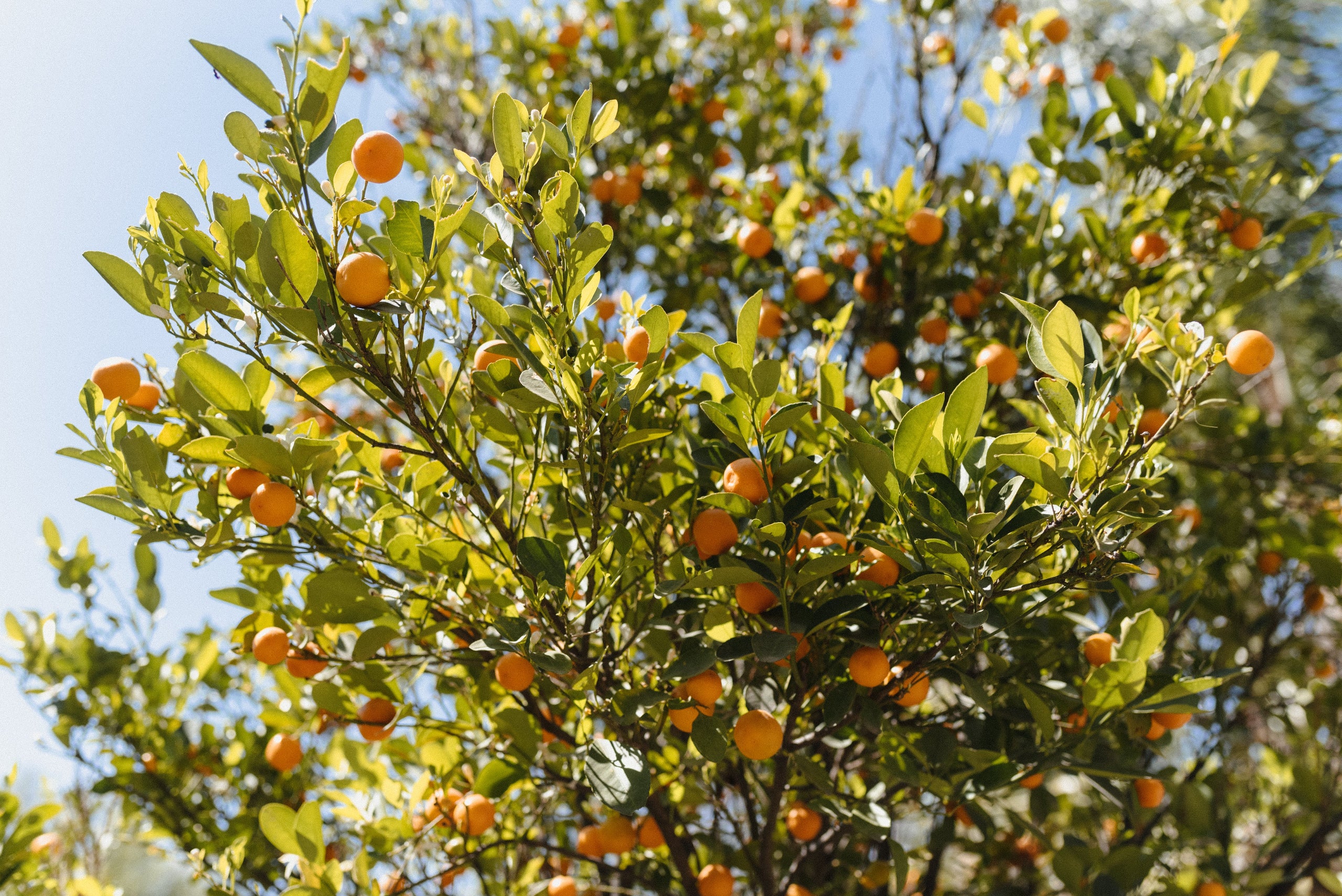 La cosmética natural empieza por la tierra