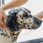Champú para mascotas - Mathe Lab España