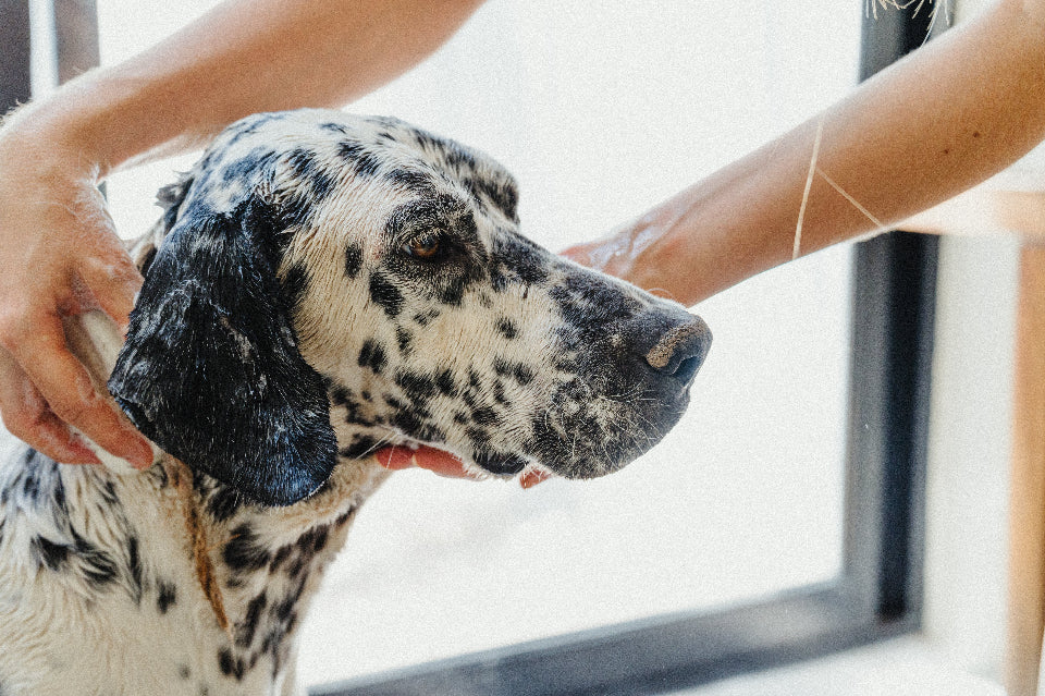 Comprar Productos Naturales Higiene Mascotas